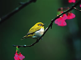 Japanese white eye