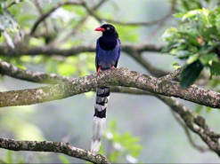 Taiwan blue magpie