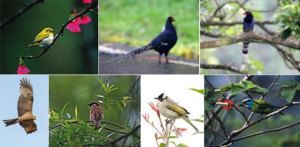 birds-in-taiwan-img-1