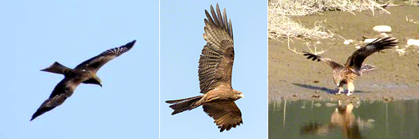 black kite